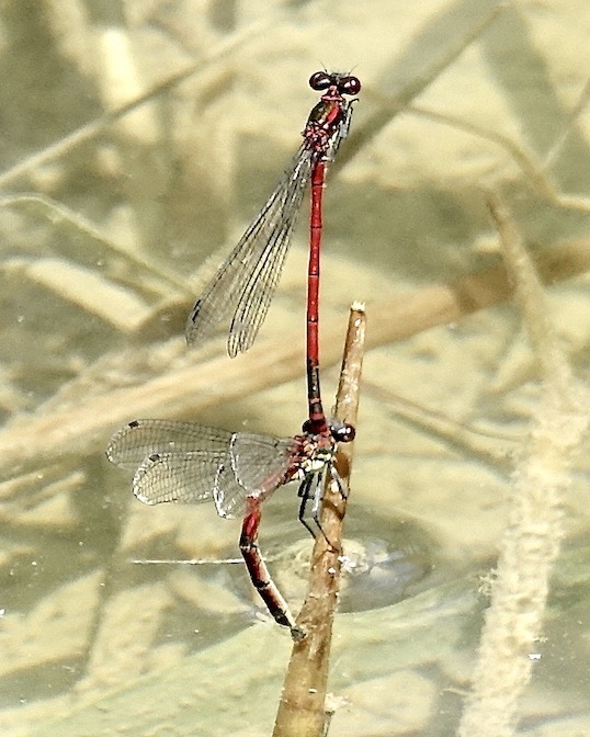 large red